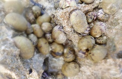 Nerita peloronta