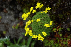 Draba rigida