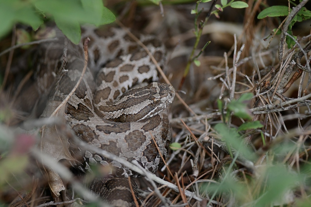 Eastern Massasauga