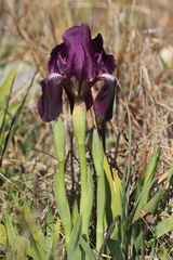Iris lutescens