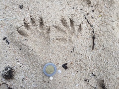 Procyon pygmaeus