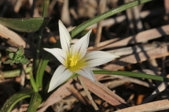 Romulea columnae