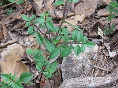 Cosmos atrosanguineus
