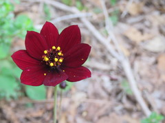 Cosmos atrosanguineus