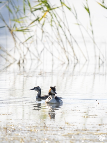 Great Crested Grebe