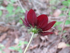 Cosmos atrosanguineus