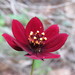 Chocolate Cosmos - Photo (c) Ma. Eugenia Mendiola González, some rights reserved (CC BY-NC)