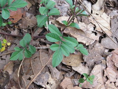 Cosmos atrosanguineus