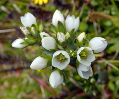 Gentianella chathamica
