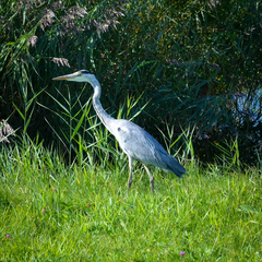 Ardea cinerea