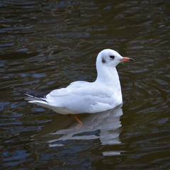 Chroicocephalus ridibundus