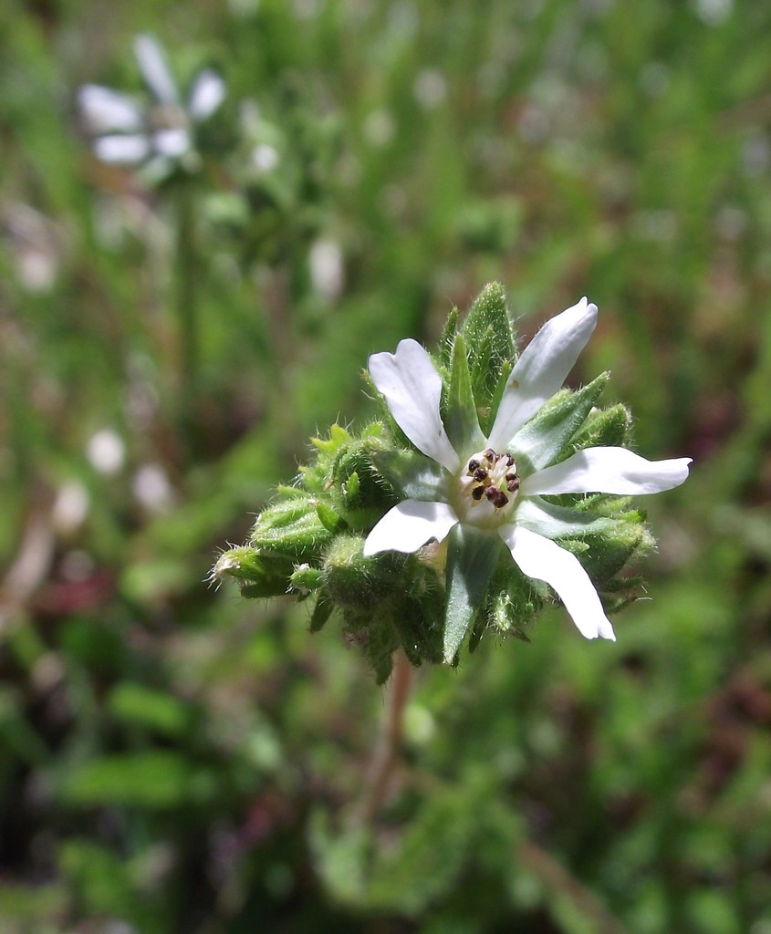 thin-lobed horkelia