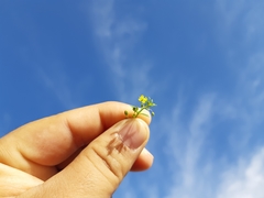 Scoparia montevidensis