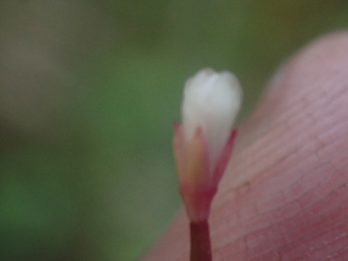 Image of Epilobium anagallidifolium by no rights reserved