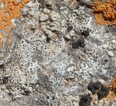 Bagliettoa calciseda