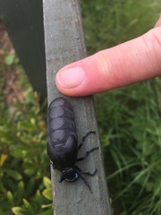 Meloe proscarabaeus