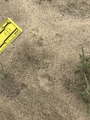 Dipodomys deserti
