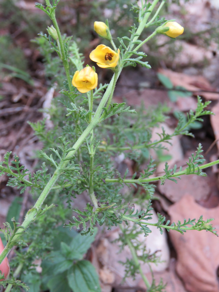 Seymeria virgata