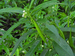 Asclepias nivea