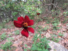 Cosmos atrosanguineus