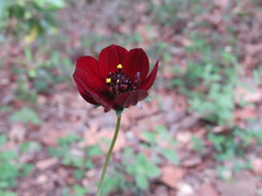 Cosmos atrosanguineus