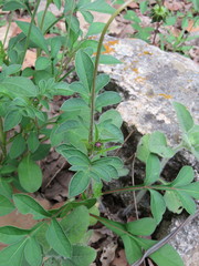Cosmos atrosanguineus