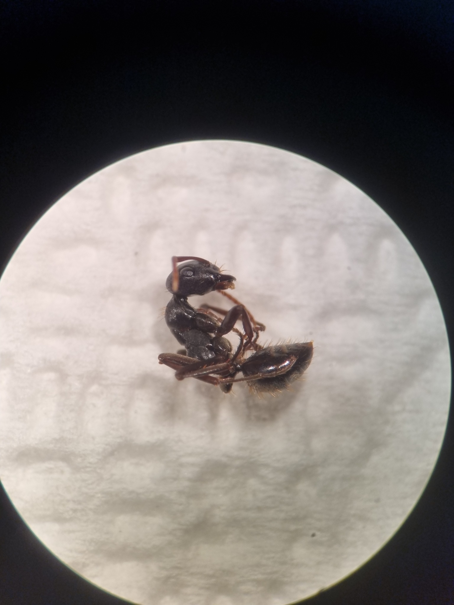 Polyergus nigerrimus