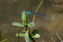 Pseudagrion decorum