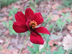 Cosmos atrosanguineus