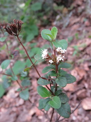 Stevia berlandieri