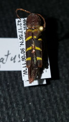 Neoclytus acuminatus