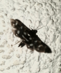 Bocchoris inspersalis