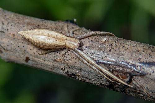 Runcinia bifrons