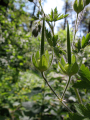 Geranium bohemicum