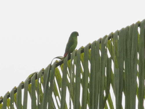 Moluccan Hanging Parrot (Loriculus amabilis), photo 3