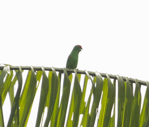 Moluccan Hanging Parrot (Loriculus amabilis), photo 2