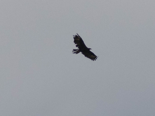Gurney's Eagle (Aquila gurneyi), photo 8