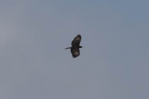 Gurney's Eagle (Aquila gurneyi), photo 6