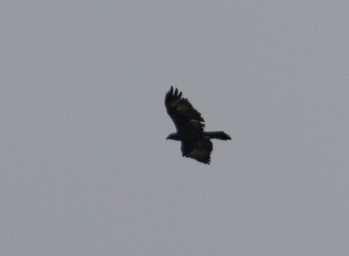 Gurney's Eagle (Aquila gurneyi), photo 10