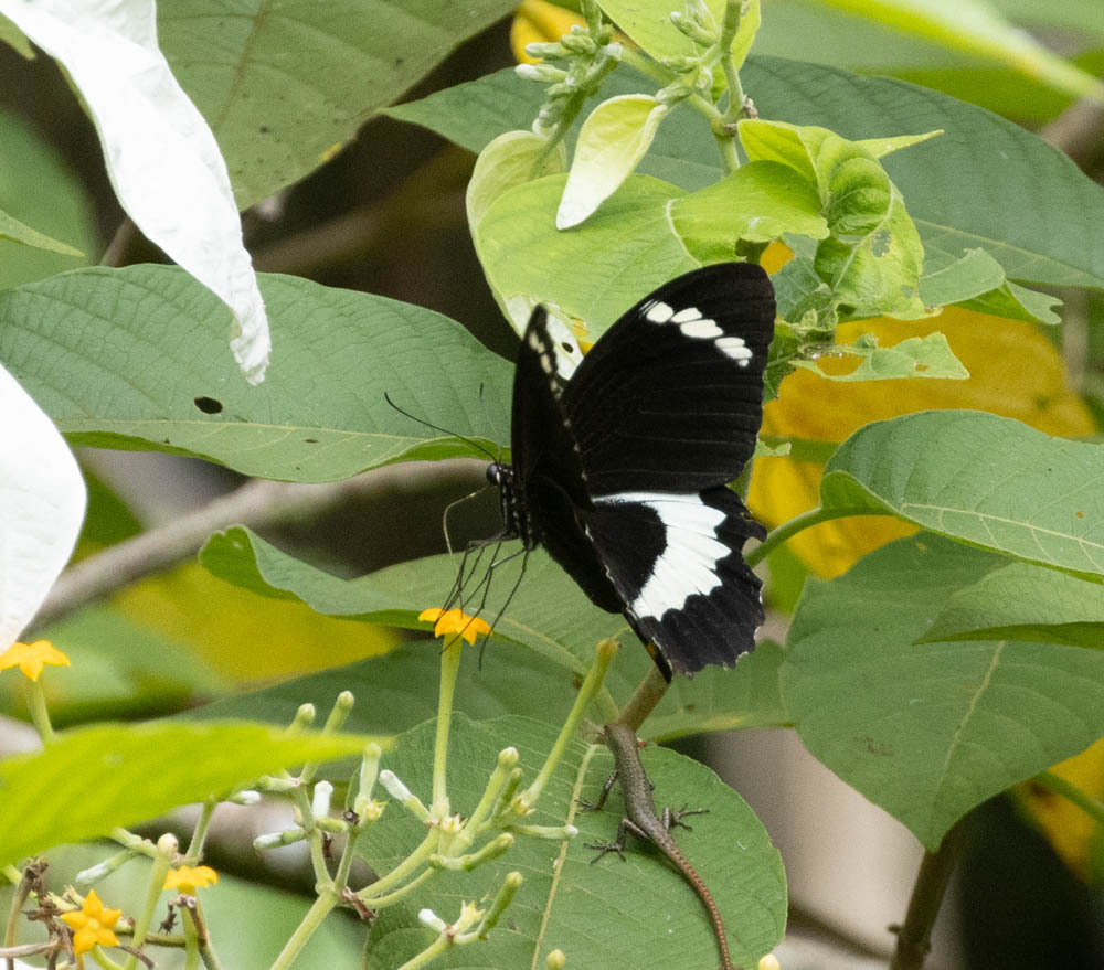 Papilio tydeus (Papilio tydeus)