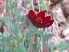 Cosmos atrosanguineus