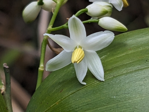 Geitonoplesium cymosum (R.Br.) A.Cunn. ex R.Br.