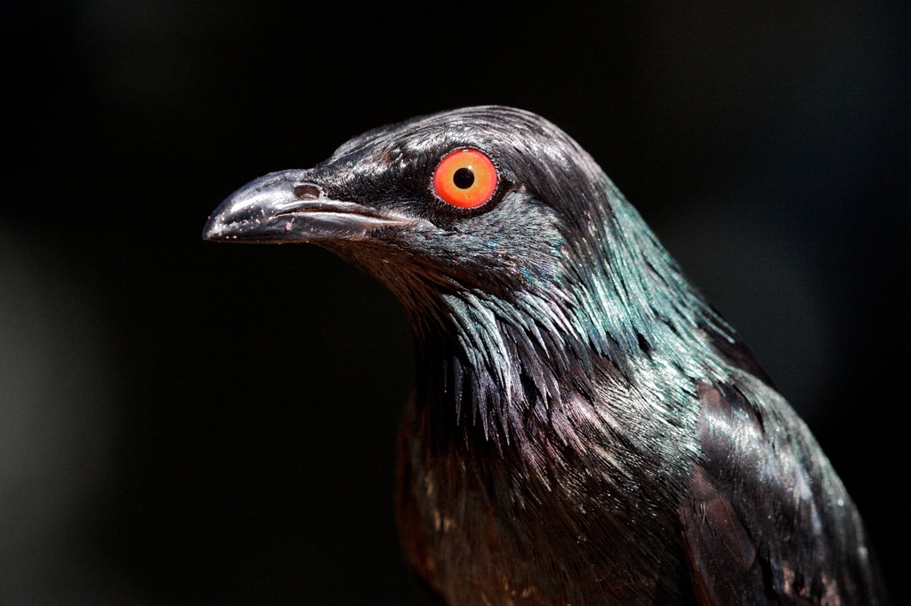 Pacific Starlings