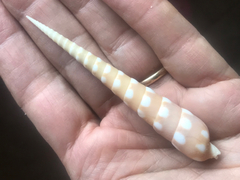 Terebra guttata