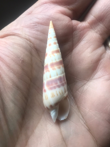 Oxymeris chlorata observed 2004-12-25