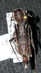 Xylotrechus sagittatus