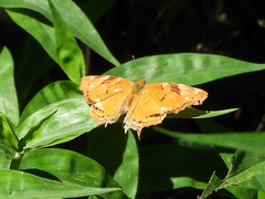 Hypanartia paullus