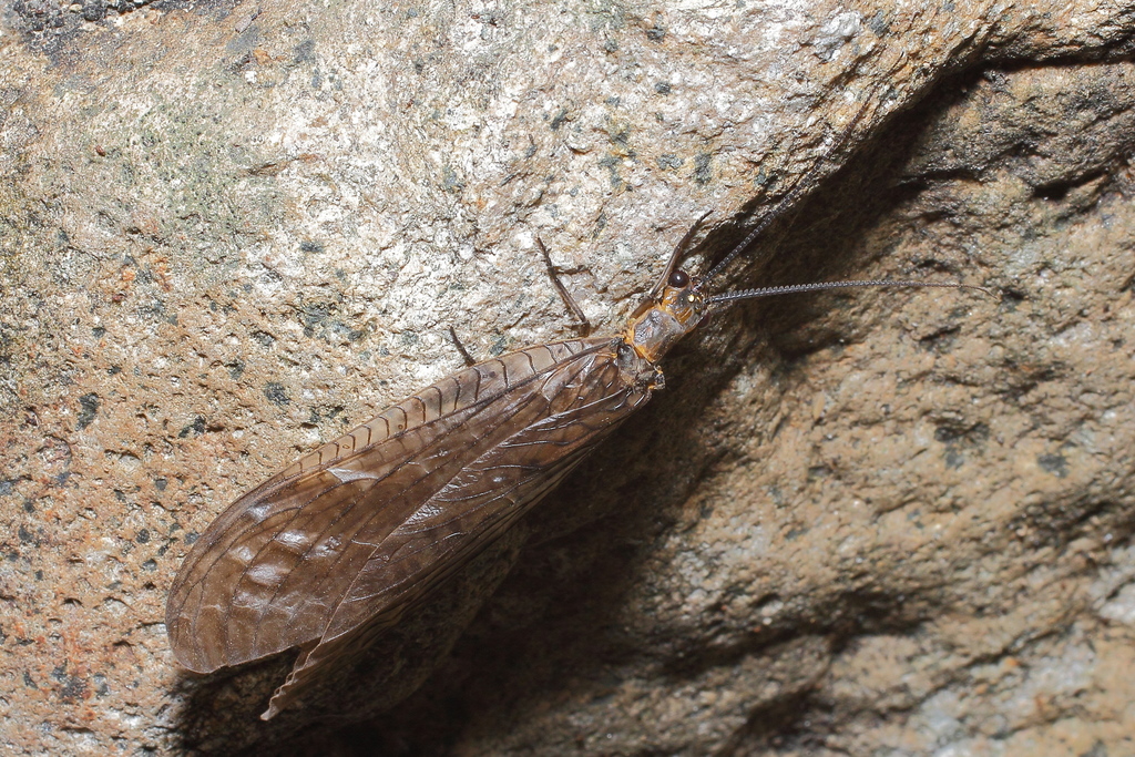 Parachauliodes japonicus