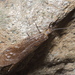 Parachauliodes japonicus - Photo (c) harum.koh，保留部份權利CC BY-NC-SA