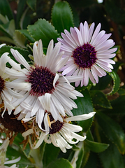 Macrolearia chathamica